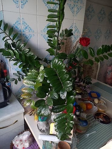 Замиокулькас (долларовое дерево) в кашпо - Крупное комнатное растение