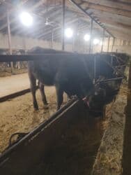 продажа французских бульдогов: Продаю | Тёлка | Швицкая | Для разведения, Для молока | Не стельные — 6