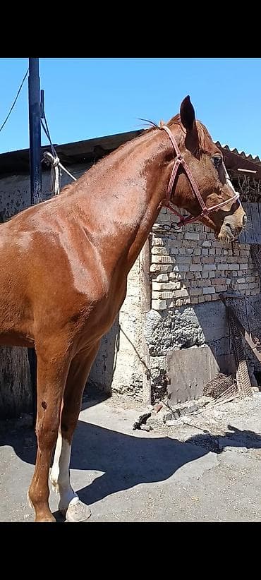 уй сатылат бишкек 2022: Сатам | Байтал | Жумушка — 9