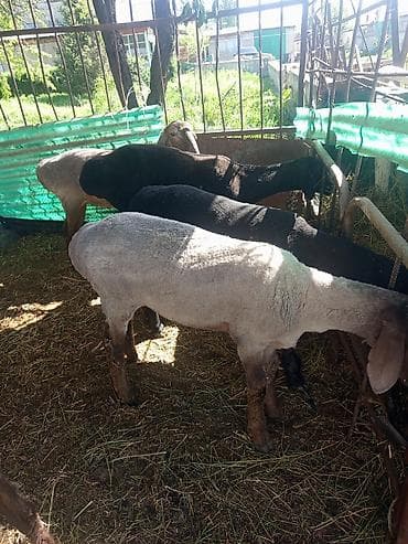 Продаю | Овца (самка)