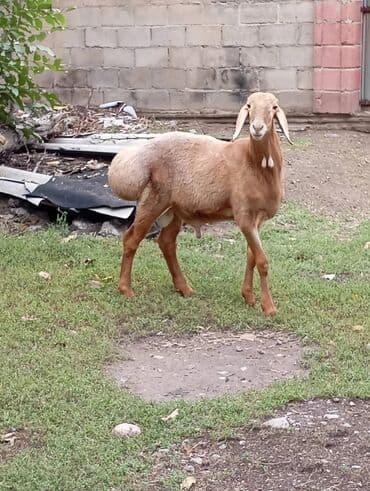 дом для собаки: Продаю | Овца (самка) | На забой — 4