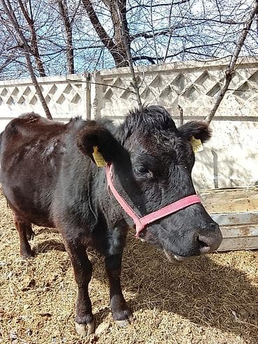 живые рыбки: Продаю | Корова (самка) | Ангус | Для разведения — 2