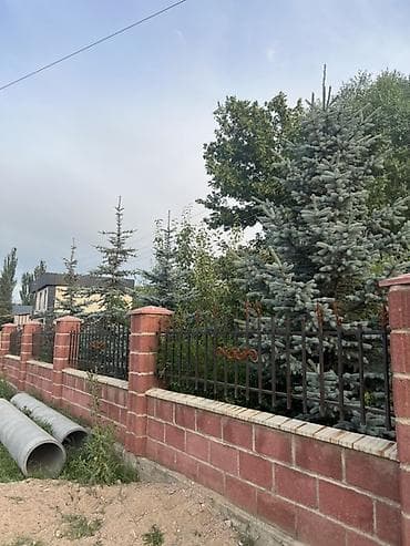 пальмы цена: Ель голубая (Picea pungens Glauca) — взрослые декоративные деревья для — 6