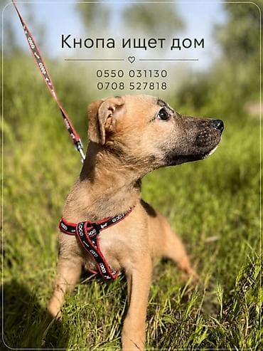 Собака даром: Дворняжка, 3 месяца, Самка, С прививкой