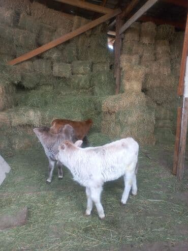 питбуль собаки: Продаю | Музоо, торпок | Для разведения — 2