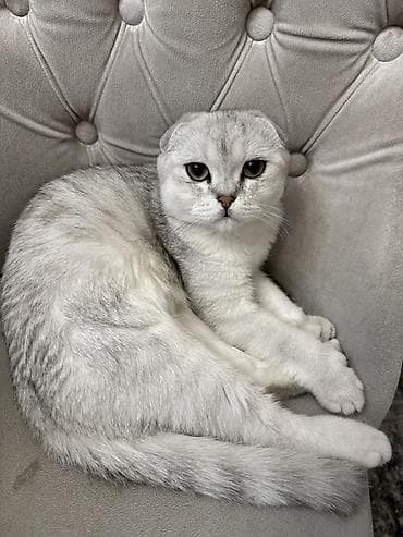 Шотландская вислоухая кошка, окрас серебристый шиншилла (серебристый с