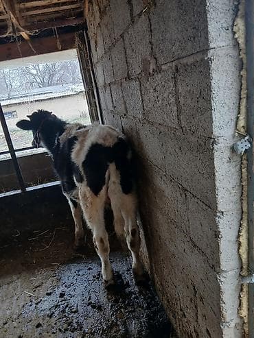 жирныйе телки: Продаю | Бык (самец) | Голштин | На откорм | Привязанные — 7