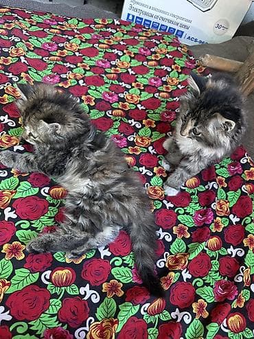 котята сфинкса купить: Пушистые котята-длинношёрстики, тигрово-черепахового и дымчато‑серого — 1