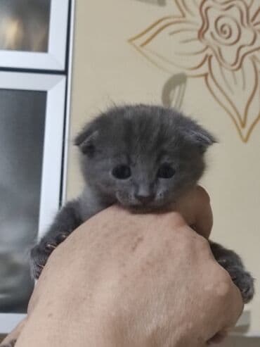 наполнители для кошек: 2 месяца, Девочка — 2