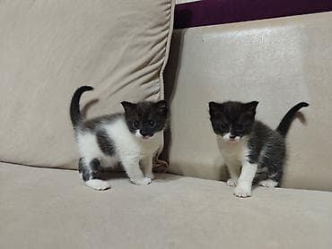 британские котята характер: 1 месяц, Девочка, Биколор, Приучена к лотку — 4