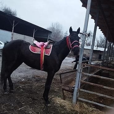 лошадь белый: Продаю | Кобыла (самка) | Полукровка | Конный спорт | Племенные — 4