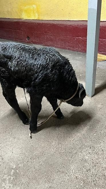 корова телки: Продаю | Тёлка | На откорм | Привязанные — 3