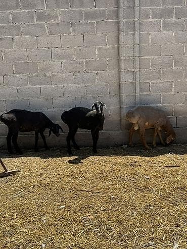 кара балта полтавка: Продаю | Овца (самка) | Для разведения | Матка — 1