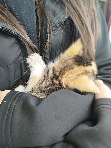 cat sofa: Котёнок трёхцветный (черепаховый) с белыми лапками и розовым носиком — 3