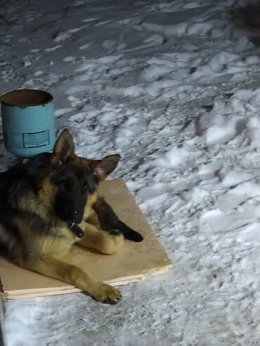 сколько стоит собака такса: Немецкая овчарка, 6 месяцев, Самец, С прививкой — 2