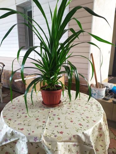 купить пальму: Продаю цветок в офис,домой,большой,красивый,простой в — 2