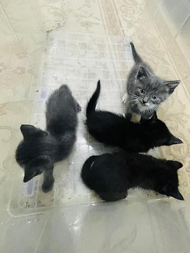 чёрные котята: Котята, помёт из 4 малышей: - Окрас: 2 чёрных, 2 серых (у одного — 7