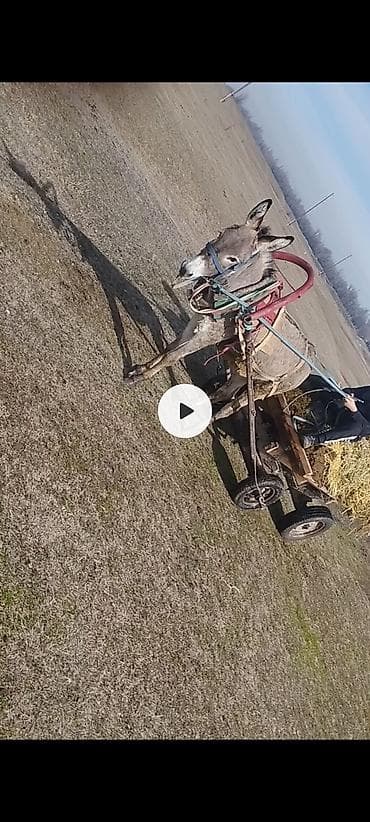 машинка кой: Осел в упряжке с телегой и упряжью. Описание:продаю ишак с брычкой - — 1
