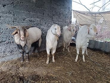 парода эчки: Продаю | Козёл (самец) | Битал | Для разведения | Племенные — 5