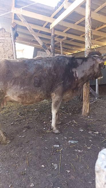 Сатам | Уй (ургаачы) | Көбөйтүү үчүн | Байланган — 1