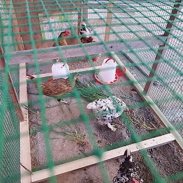 кохинхин карликовый: Продаю | Куры | Для разведения — 8