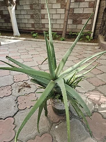 Алоэ: Алоэ вера в горшках - Крупные взрослые розетки с множеством — 2