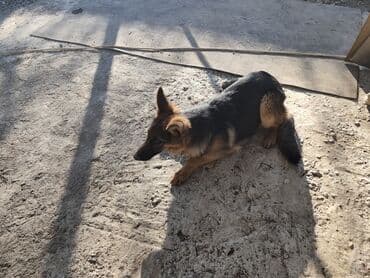 мал айдана ит керек: Немецкая овчарка (щенок/подросток) Описание: - Окрас: классический — 6