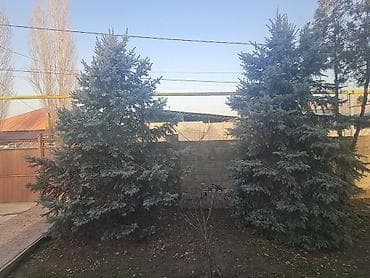 Упаковочные товары: Живые ели голубые (Picea pungens, “голубая ель”) для озеленения — 1