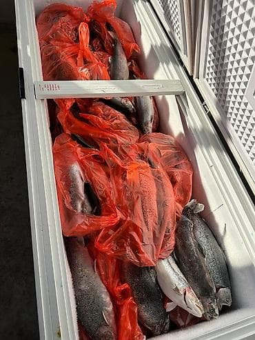 Мёд: Свежезамороженная форель, целая, мясо красное, кормилась европейскими — 5