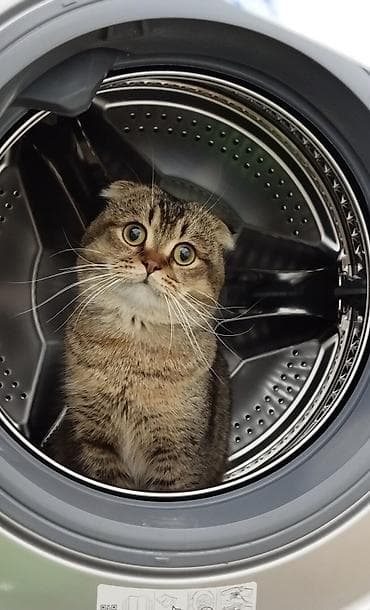 кошке: Кот для вязки, шотландская вислоухая (скоттиш-фолд), 3 года, опытный — 1