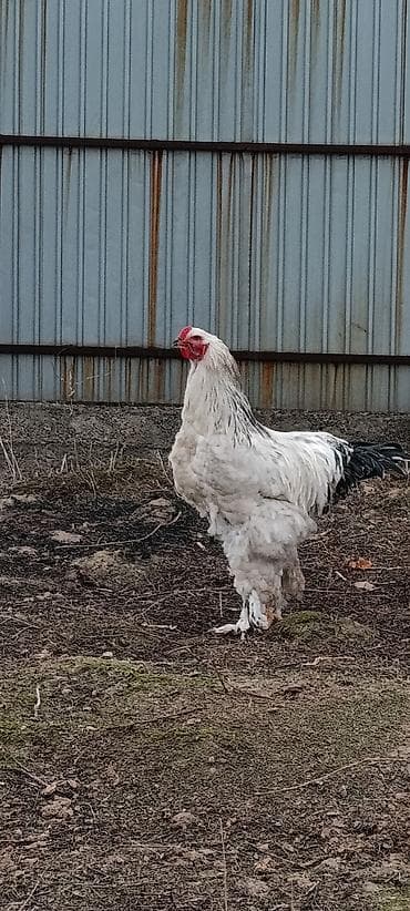 жапайы ордок: Сатам | Короздор | Брама | Көбөйтүү үчүн — 2