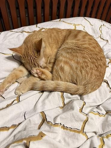 кара мышык: Рыжий домашний кот с классическим табби-окрасом. Короткая, плотная — 3