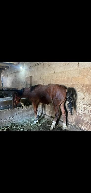 лошади жеребенок: Продаю | Конь (самец) | Для разведения — 4