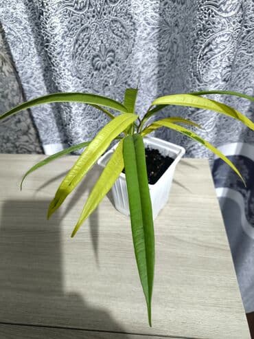 с садовое: Фикус Али Голд.
взрослое растение 4000
детки 400,500 — 3