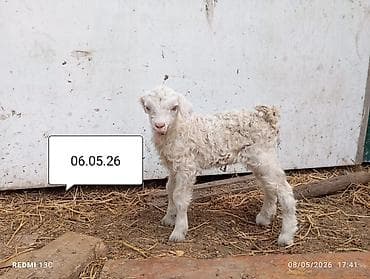 дойный козы: Продаю | Козлёнок | Зааненская | Для молока — 3