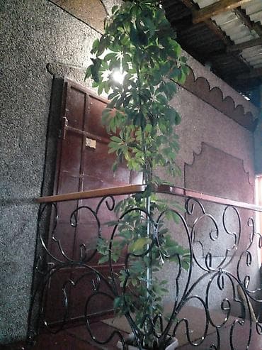 Шеффлера (Schefflera), крупное комнатное дерево - Высота: около 2–2,5