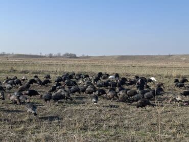 продажа щенков немецкой овчарки с документами в бишкеке: Сатам | Ургаачы күрп (ургаачы), Балапан күрп | Кара ханзаада, Түндүк Кавказ | Союуга, Көбөйтүү үчүн | Асыл тукумдуу — 31