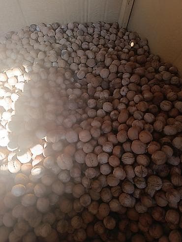 мед с орехом: Грецкий орех в скорлупе килограмм 100 сом. оптом 85 сом. - Урожай с — 4