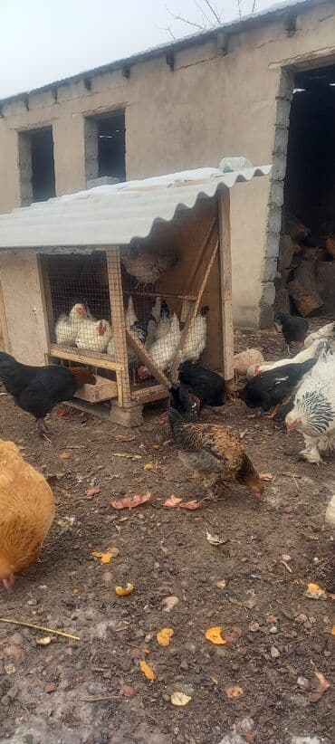 уулар: Ассаламу аллекум семиз индаутко жатылат тооктор уйдуку короздор — 6