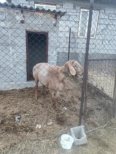 кролики каракол: Сатам | Кочкор (эркек) | Арашан | Көбөйтүү үчүн | Жасалма жол менен боозутуу — 2