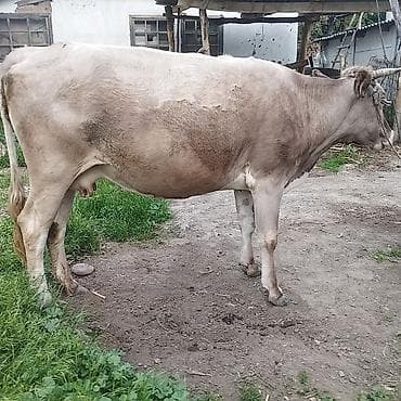 продам коров: Продаю | Корова (самка) | Для молока | Привязанные — 3