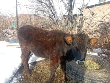 эчки сути сотилади: Сатам | Уй (ургаачы), Кунаажын — 2