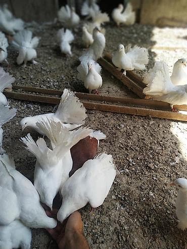 яйца павлина: Продаю голубей породы "павлин" оптом от 500 сом. Декоративные голуби — 8