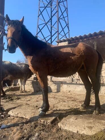 охотничий собака: Продаю | Кобыла (самка) | Рабочий — 1