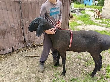 бенгальская кошка домашняя: Продаю | Овца (самка) | Арашан — 1