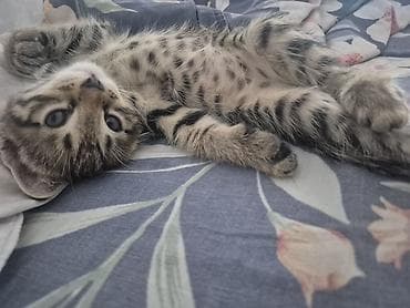 d cat: 🐾 Котята тигровые табби ищут любящую семью! Возраст — 2,5 месяца ✔️ — 4