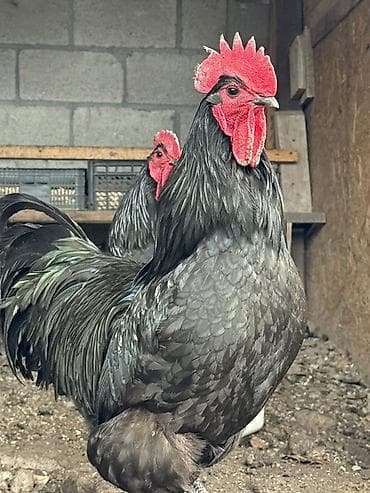 сова живая: Продаю | Куры | Для разведения — 2