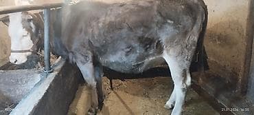 корова джерси: Продаю | Тёлка | Полукровка | Для разведения | Стельные — 4