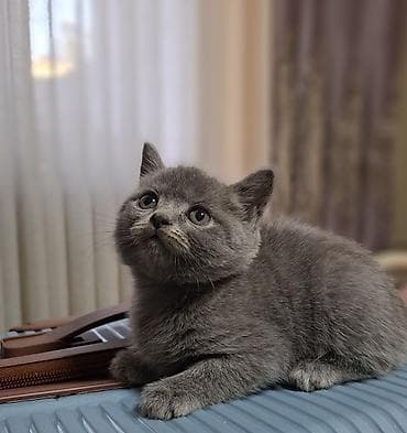кошко: Скотиш Страйт (Шотландская прямоухая), 2 месяца, Мальчик, Голубой, Приучена к лотку, Проглистована — 8