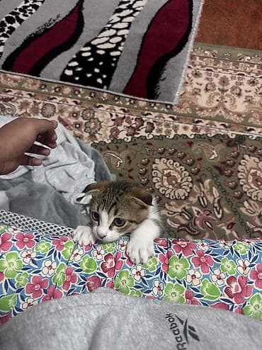 Кошки: Скотиш Фолд (Шотландская вислоухая), 2 месяца, Мальчик, Приучена к лотку — 2